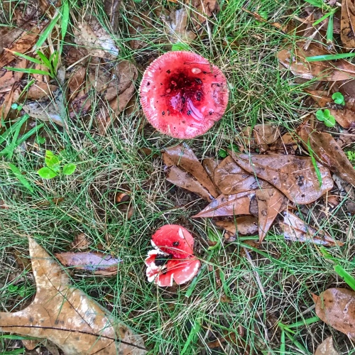 Wild red mushrooms 🍄 