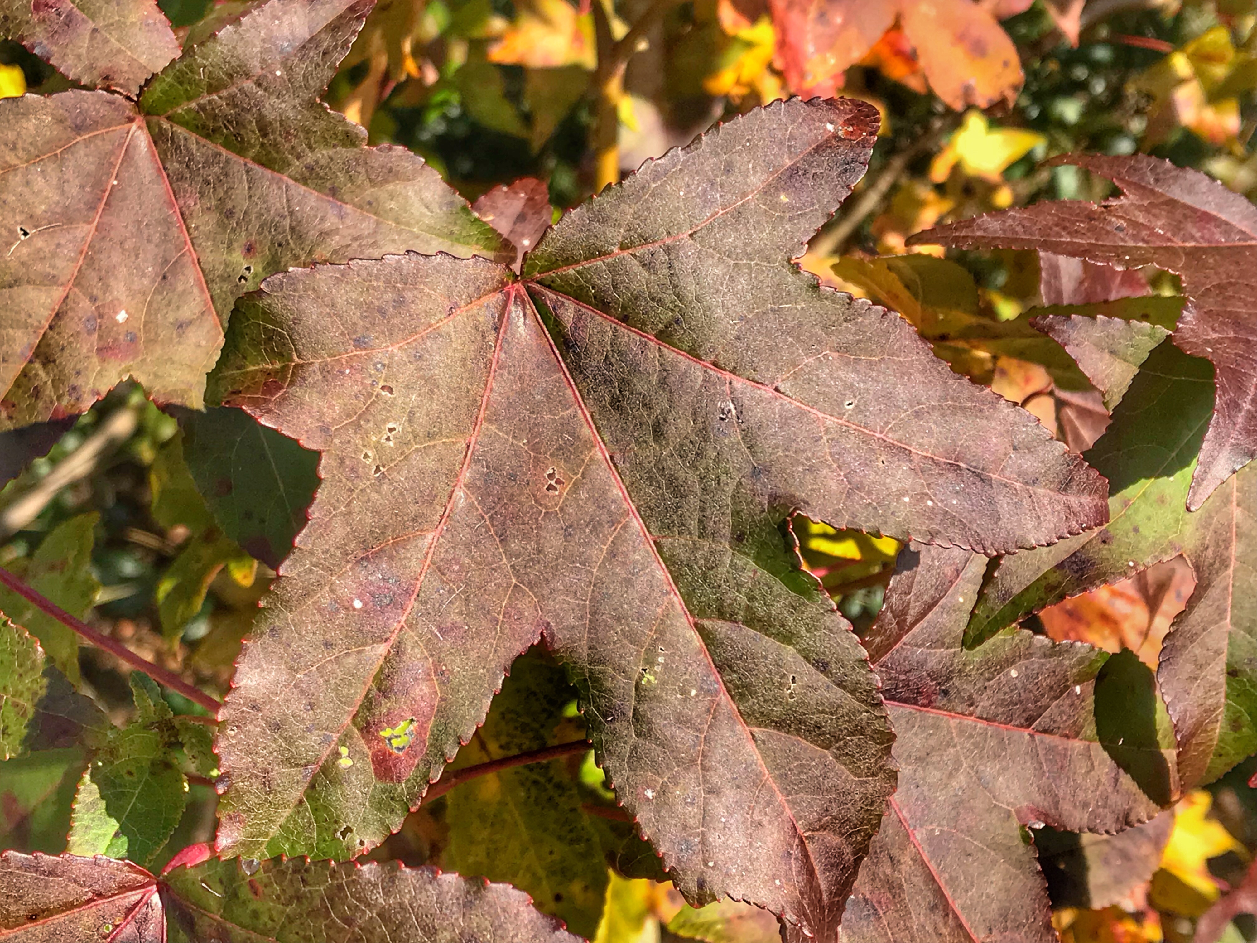 Fall color: Purplish leaves